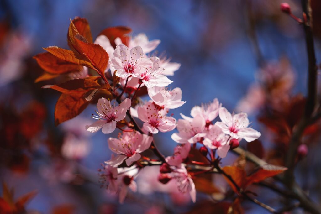 cherry-blossom-4987094_1920